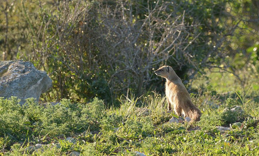 3 Cape Grey Mongoose Herpestes pulverulentus [Grå mangust] 1 Kirstenbosch Botanical Gardens 17.8, 1 Betty s Bay 18.8, 1 längs vägen Vredenburg - Paternoster 20.8, 1 P2250 23.8 och 1 längs vägen 24.