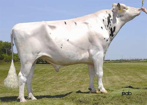 Brawler GEN-I-BEQ BRAWLER 0200HO05929 BAXTER x SHOTTLE x CHAMPION EMERALD-ACR-SA T-BAXTER GEN-I-BEQ SHOTTLE BARBI EX-92-6YR-CAN 13* PICSTON SHOTTLE GEN-I-BEQ CHAMPION BAMBI