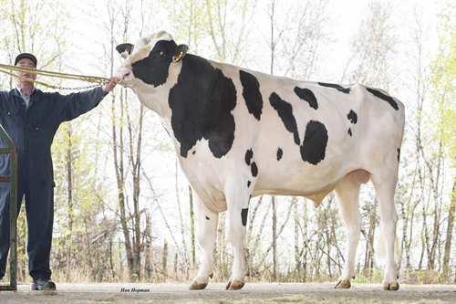 Capital Gain STANTONS CAPITAL GAIN 0200HO10362 MCCUTCHEN x OBSERVER x SHOTTLE DE-SU BKM MCCUTCHEN 1174 MS CHASSITY OBS CLAIRE VG-87-2YR-CAN 6* DE-SU OBSERVER REGANCREST