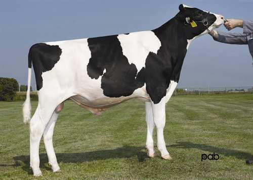 Rafale STE ODILE RAFALE 0200HO06571 WINDHAMMER x BAXTER x GOLDWYN GILLETTE WINDHAMMER LES091 BAXTER MODEL RUBIS VG-88-5YR-CAN 11* EMERALD-ACR-SA T-BAXTER LES091 GOLDWYN MODEL IRIS EX-90-6YR-CAN 7*