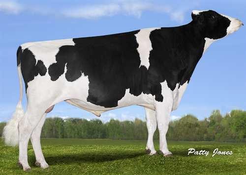 Brekem *RC SWISSBEC BREKEM RC 0200HO03927 BOOKEM x MAN-O-MAN x MR BURNS *RC DE-SU 521 BOOKEM MISTY SPRINGS MOM BRENNA VG-86-2YR-CAN 1*