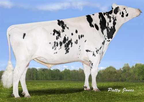 Airintake BOLDI VSG AIRINTAKE 0200HO03895 EPIC x MAN-O-MAN x GOLDWYN GENERVATIONS EPIC VELTHUIS SG MOM ALESIA VG-87-2YR-CAN 10* LONG-LANGS OMAN OMAN ALLYNDALE-I GOLDWYN