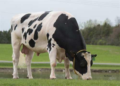 Lineman COMESTAR LINEMAN 0200HO10000 MOGUL x MAN-O-MAN x GOLDWYN MOUNTFIELD SSI DCY MOGUL COMESTAR LAUTAMAI MAN O MAN VG-87-2YR-CAN 9* LONG-LANGS OMAN OMAN