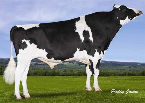 Fever CRACKHOLM FEVER 0200HO05592 GOLDWYN x BLITZ x MATTIE BRAEDALE GOLDWYN CRACKHOLM EMORY FASHION EX-92-7YR-CAN 17* FUSTEAD EMORY BLITZ CRACKHOLM KARMAS DESIGN