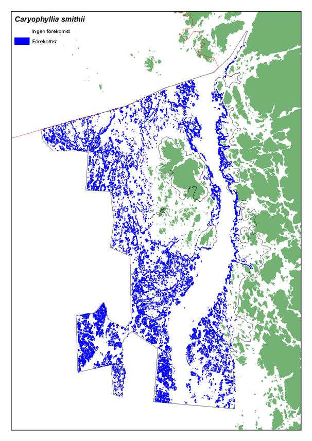 Bägarkorallen Caryophyllia smithii förekommer flitigt på lite djupare hårdbottnar i området och utbredningen predikterades med en riktighet på 85 % (accuracy=0.85) och ett AUC på 0,76.