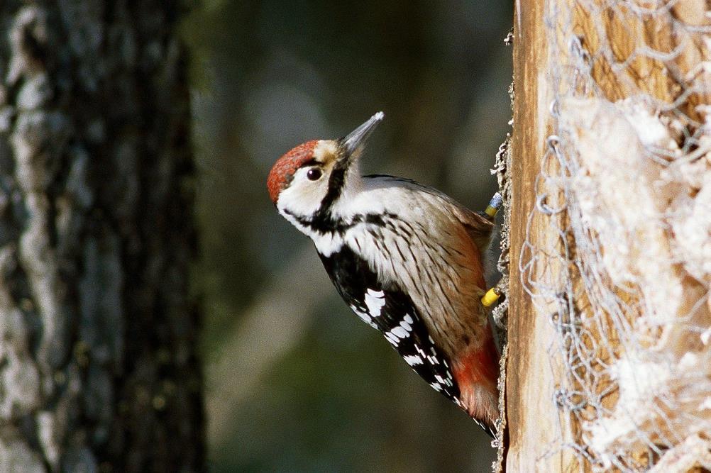 Vägledning om arter Artfaktablad Vägledningar fågelhänsyn Natura 2000-vägledningar