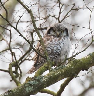 !!5 Hökugglan blänger på fotografen Klas Reimers Helt oväntat blev vi plötsligt larmade om att en hökuggla hade skådats vid Stureholm.