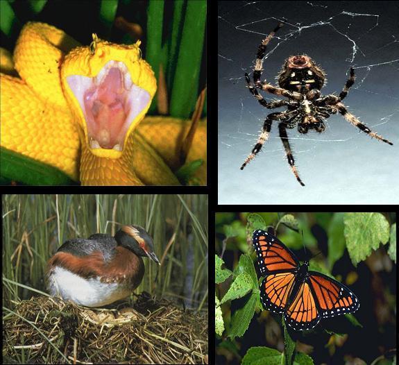 SCR Difference Extinktion och Evolution Conditioned response (SCR) to 'unseen' (masked) stimuli during extinction (only fear-rel.