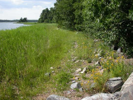 Målbeskrivning för att utveckla lokalen och för att öka populationernas utbredning: Krisslans utbredningsområde har ökat uppåt från gräsmattan och längs diken i båda riktningar genom att öppna ytor