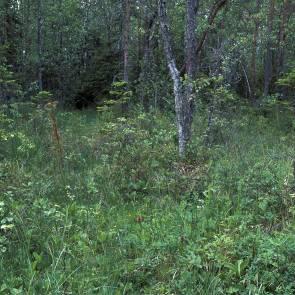 1009836 Nordsjömyran Kommun Myrregion Heby C Areal land varav myr Totalareal 9ha Areal vatten Areal skogsmark ovan fj.gräns Areal skogsmark ned. fj.gräns 1ha varav prod.
