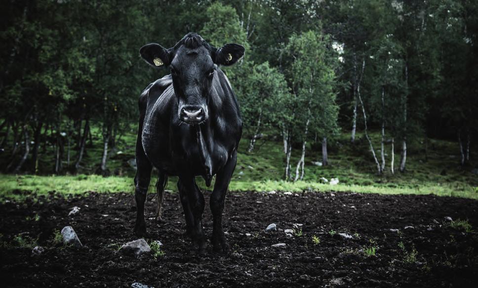 Mat- och djurtur i sommar upplev härproducerad mat! En familjeutflykt till lokala matproducenter. Vi smakar, bakar tunnbröd, tittar på djur och har möjlighet att köpa med oss godsaker hem.