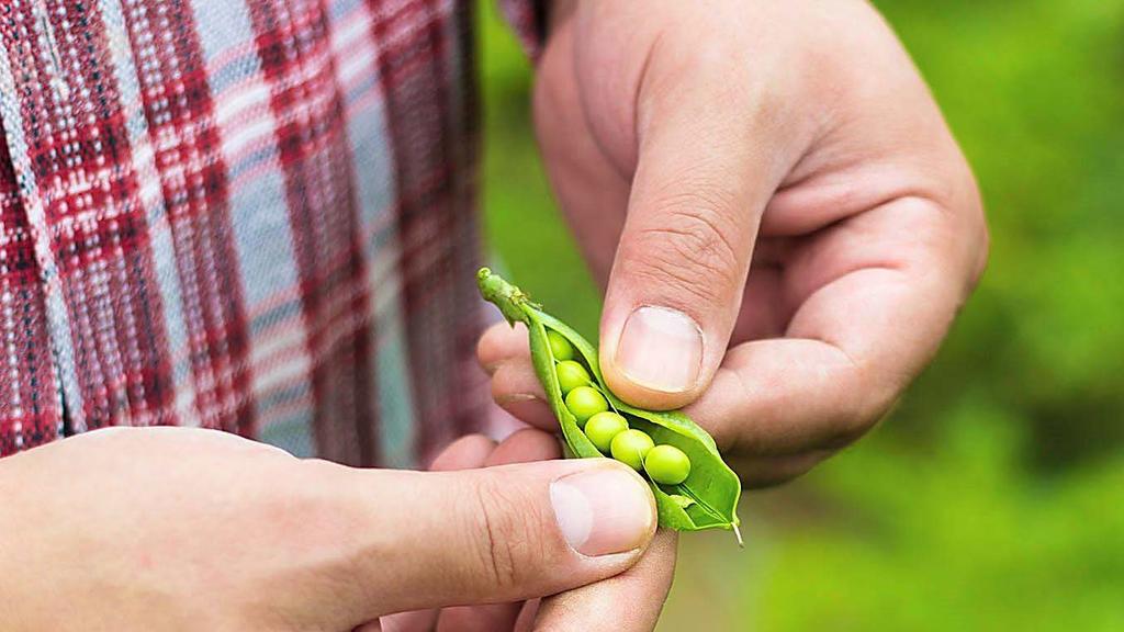 Give Peas a chance