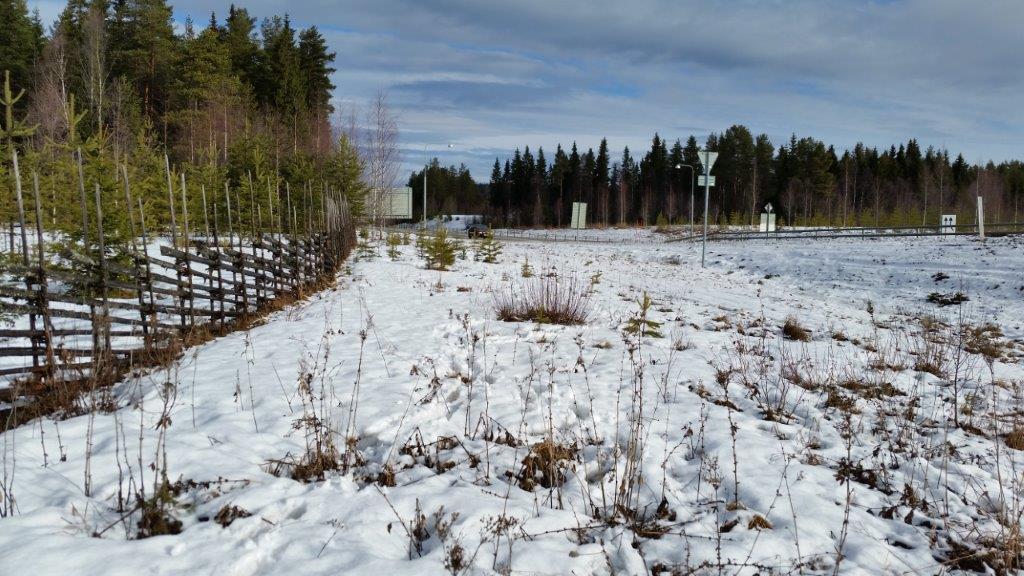 Figur 4, Vy över delar av planområdet. I dagsläget är själva planområdet obebyggt, oexploaterad grönyta med träddungar, lågväxande sly och en del uppvuxen barrskog.