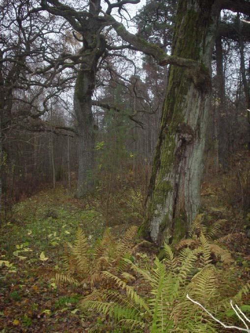 Det har betydelse för tillämpningen av regelverket om Natura 2000-områden.