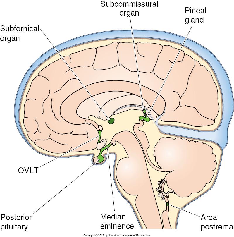 Figure 11 7. Medical Physiology, Boron, W.F. & Boulpaep, E.L., 2 nd Edition, Elsevier Saunders. Ett sådant ställe är area postrema i hjärnstammens medulla oblongata, även kallat kräkningscentrum.