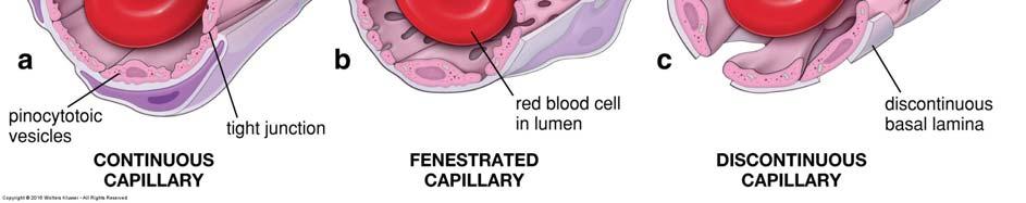 endotelcellerna står på. Likheter med odifferentierade mesenkymala stamceller. Fig. 13.20.