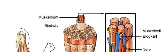Muskelcellerna ligger jämsides med varandra i buntar som hålls ihop av bindväv. Flera buntar bildar tillsammans en muskel.