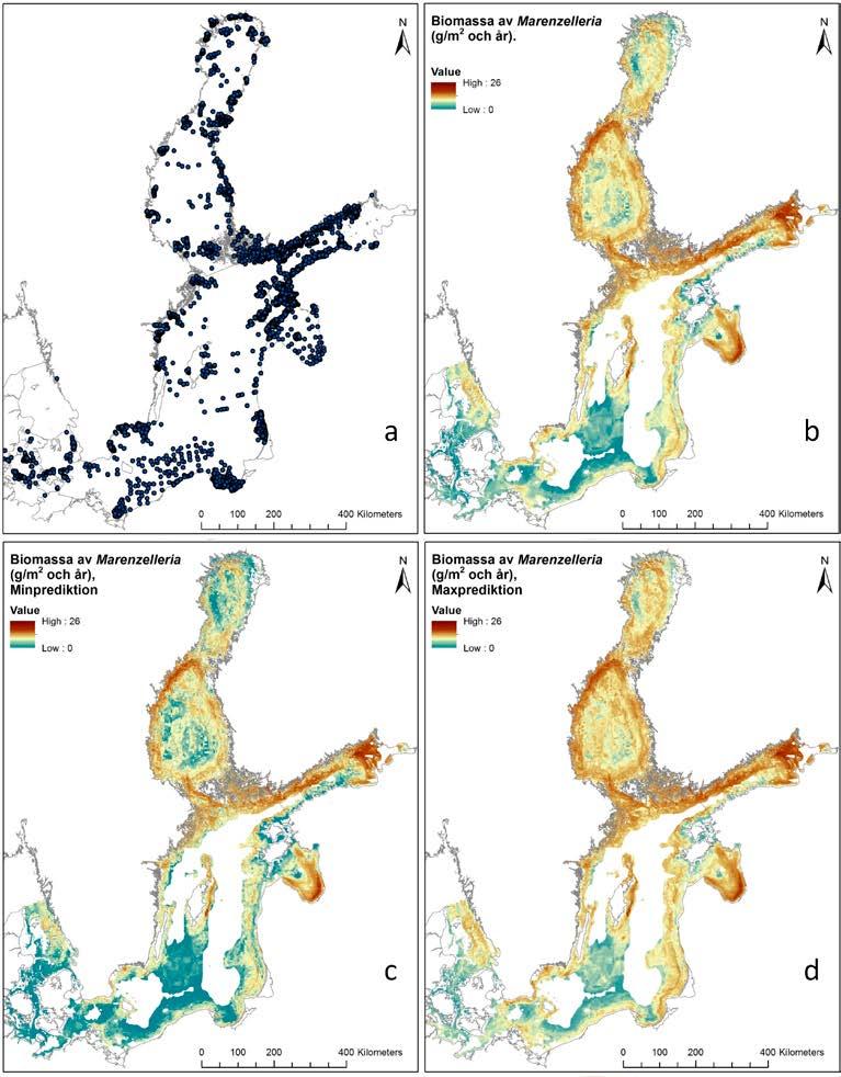 4.1.2. Resultat Enligt prediktionen är biomassan av Marenzelleria högst i Finska Viken, Rigabukten och längs den svenska Bottenhavskusten. Den maximala biomassan i prediktionen var 26 g/m 2.