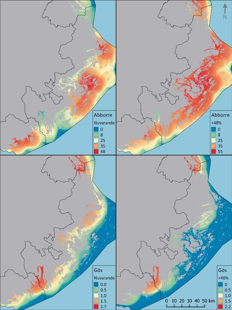 Figur 12. Utbredning av abborre >20 cm (övre raden) och gös >30 cm (nedre raden) baserat på modellerad utbredning av respektive arts rekryteringsmiljöer (Bergström et al.