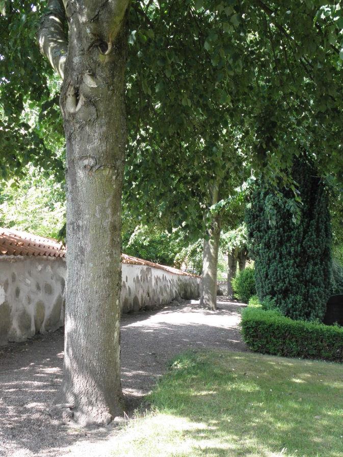 Lindarna längs den södra sidan av kyrkogården. Träd Kyrkogården ramas in av en trädkrans av lind som består av 16 lindar av lite olika åldrar.