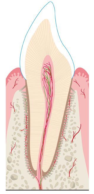 80 TRAUMA TAND OCH KÄKSKADOR För utförlig information om tand- och käkskador: www.dentaltraumaguide.