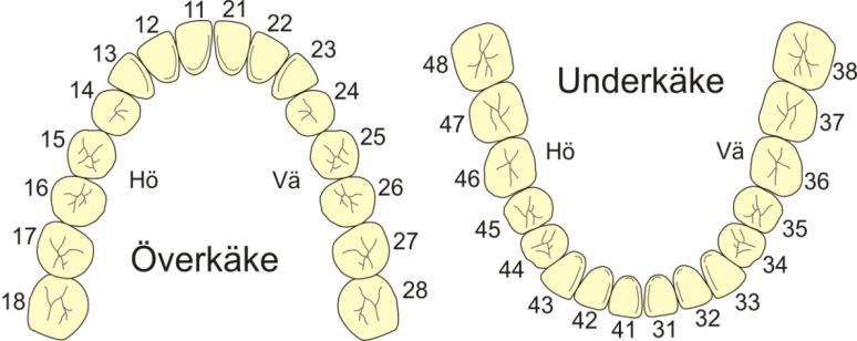 TRAUMA 81 Numrering av tänder Tandluxation Utslagen (men upphittad och sparad) tand. Ibland också blödande alveol. Handläggning Varje minut är dyrbar!