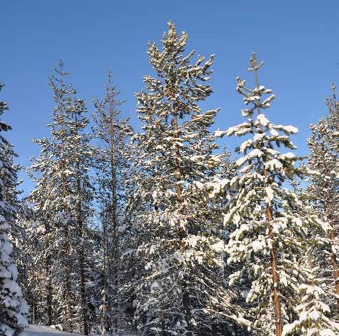 Produktiv skogsmark Impediment skog Väg och kraftledning Inägomark Övrig landareal SUMMA LANDAREAL