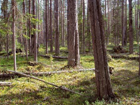 4566 Vuojat-Naustasjåkkå Kommun Jokkmokk Naturvårdsverkets rapport 5345 Indelad produktiv skogsmark (ha) Nedan Ovan Totalt Totalareal (ha) Ursprunglig avgränsning i NV rapport 754 3075 3829 6490