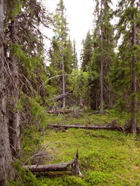 3444 Akkan Kommun Storuman Naturvårdsverkets rapport 5343 Indelad produktiv skogsmark (ha) Nedan Ovan Totalt Totalareal (ha) Ursprunglig avgränsning i NV rapport 0 1028 1028 2085 Avgränsning efter