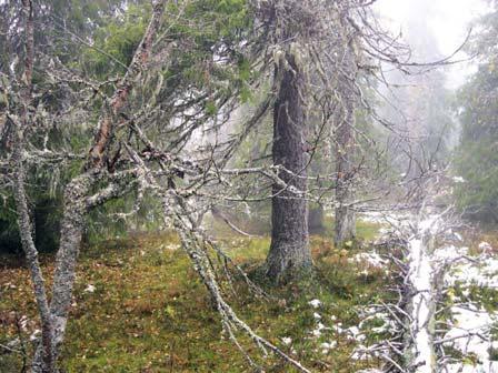 3418 Arksjöberget väst Kommun Dorotea Naturvårdsverkets rapport 5343 Indelad produktiv skogsmark (ha) Nedan Ovan Totalt Totalareal (ha) Ursprunglig avgränsning i NV rapport 114 1 115 136 Avgränsning