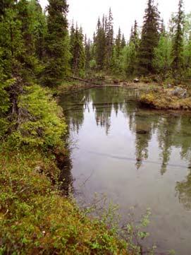 3450 Borstmyrhobben Kommun Sorsele Naturvårdsverkets rapport 5343 Indelad produktiv skogsmark (ha) Nedan Ovan Totalt Totalareal (ha) Ursprunglig avgränsning i NV rapport 0 704 704 864 Avgränsning