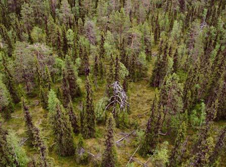 3922 Veddekliden Kommun Arjeplog Naturvårdsverkets rapport 5344 Indelad produktiv skogsmark (ha) Nedan Ovan Totalt Totalareal (ha) Ursprunglig avgränsning i NV rapport 286 924 1210 2862 Avgränsning