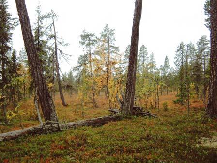 2916 Vittalaki-Aljunjoki Kommun Kiruna Naturvårdsverkets rapport 5345 Indelad produktiv skogsmark (ha) Nedan Ovan Totalt Totalareal (ha) Ursprunglig avgränsning i NV rapport 49 15 64 467 Avgränsning