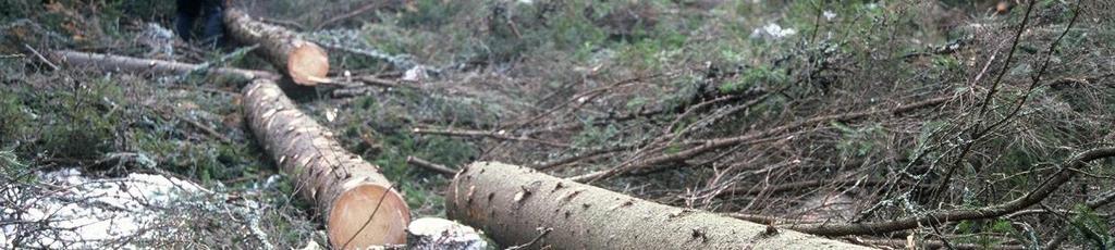 De tror dock att skogen kommer att betyda mer för dem då de är äldre, just nu lockar vänner, hobbyn och stadslivet de unga mer.