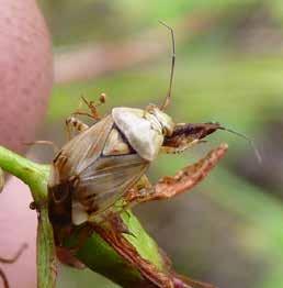 Tabell 1. Växtföljdssjukdomar hos grönsakskulturer Växtslag Skadegörare Värdväxter Rekommenderat antal år mellan kulturerna Kål Klumprot (Plasmodiophora brassicae) Korsblommiga växter.