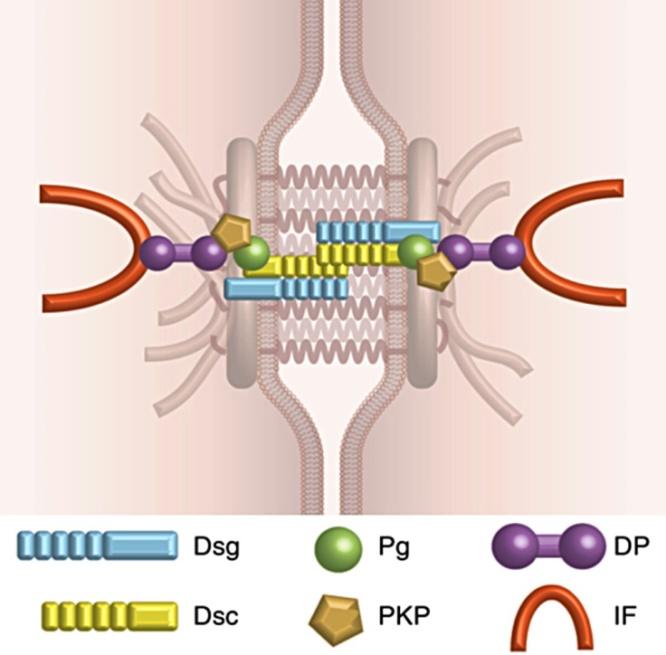 cellerna, immunceller med långa utskott som löper mellan keratinocyterna (Ross & Pawlina, 2011). I stratum granulosum innehåller cellerna små korn, granula, av flera typer, bl.a. keratohyalin, vilka bl.