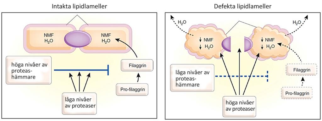 et al., 2011). En annan studie visade emellertid att uttrycket av filaggrin inte kunde relateras till graden av AD på hundar (Marsella, 2013).