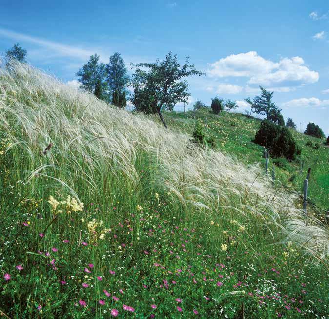 Tusentals blommande fjädergräs dominerar inom Fridéns