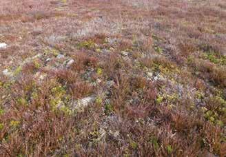 Ännu talrikare men oansenligare är ljungögontrösten (Euphrasia micrantha), som parasiterar på ljungen. Den sällsynta cypress lummern (Lycopodium complanatum ssp.