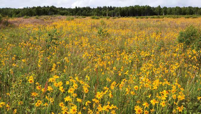 Vissa år blommar slåttergubbar i mängd på skjutfältet. Foto Tore Hagman lång sikt ett allvarligt hot mot den ursprungliga floran. Fågellivet har precis som floran en del intressanta arter.