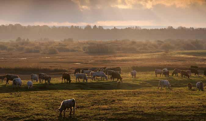 Färre djurbesättningar kan leda till att avlägset belägna betesmarker växer igen. Foto Martin Fransson producerad mat. Det är kanske för tidigt att prata om ett trendbrott, men mycket tyder på det.