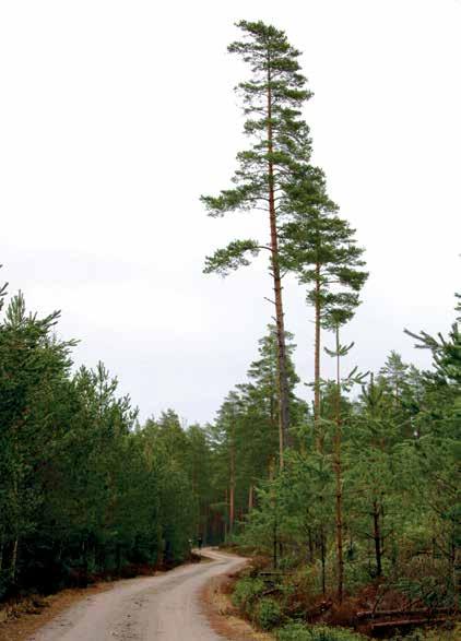 ögon ur skogsdungen och i backen nynnar stenarna. Själv är hon på väg till sin barndoms skogar: Sagans hus grönt och litet i den så gröna skogen, under Guds gröna handflata. (1978) B.C.