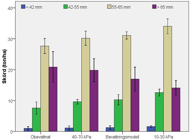 Figur 5. Bevattningens effekt på storleksfördelningen hos sorten Kuras år 2008 År 2009 var det också skillnader mellan behandlingarna när det gäller antalet knölar för sorten Kuras.