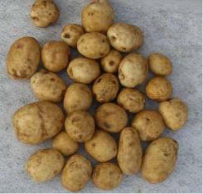 Generellt var det få skalmissfärgningar, rötor och larvangrepp på potatisen 2009 när kvalitetsanalysen utfördes. Andelen gröna potatisar var också generellt låg, med ett fåtal undantag.