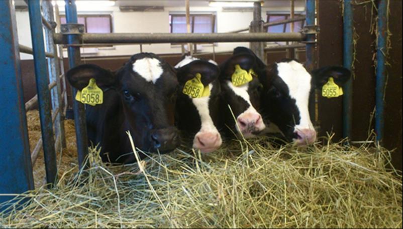 Fakulteten för landskapsarkitektur, trädgårdsoch växtproduktionsvetenskap Kvigkalvsuppfödning för att nå en framgångsrik mjölkproduktion Heifer