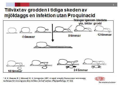 24 Talius som preparat Talius är ett nytt preparat för den nordiska marknaden med en ny aktiv substans proquinazid, som är speciellt effektiv mot mjöldagg.