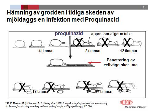 Proquinazid hämmar sporgroningen, så att sporer inte gror och förhindra penetrering, (Bild 6) samt att det inte bildas ett appressorium.