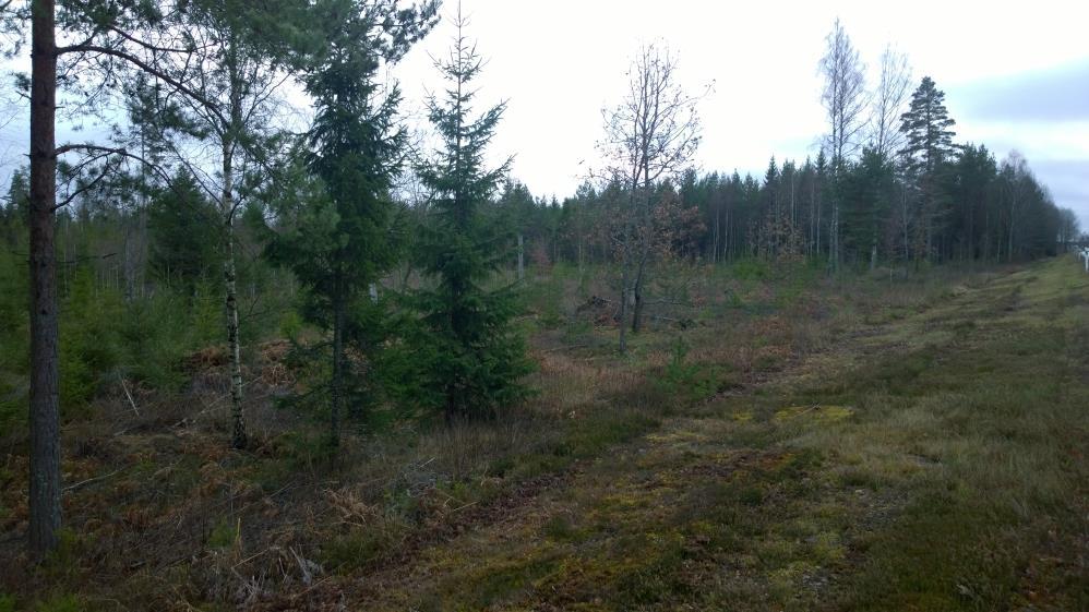 Yta 2 Typ: Boplatsläge Allmän beskrivning: Det aktuella området utgörs av ett ca 9000 m 2 stort höjdläge inom en relativt öppen granplantering som i söder övergår i äldre skog (fig. 7).