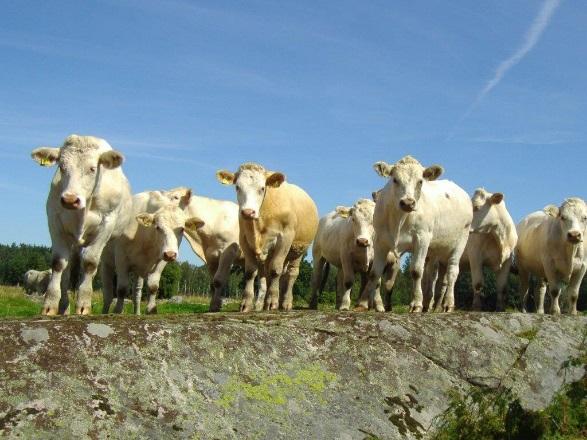 Husdjurens miljö och hälsa HMH utvecklar framtidens hållbara djurhållning - HMH develops the sustainable animal husbandry of the future.