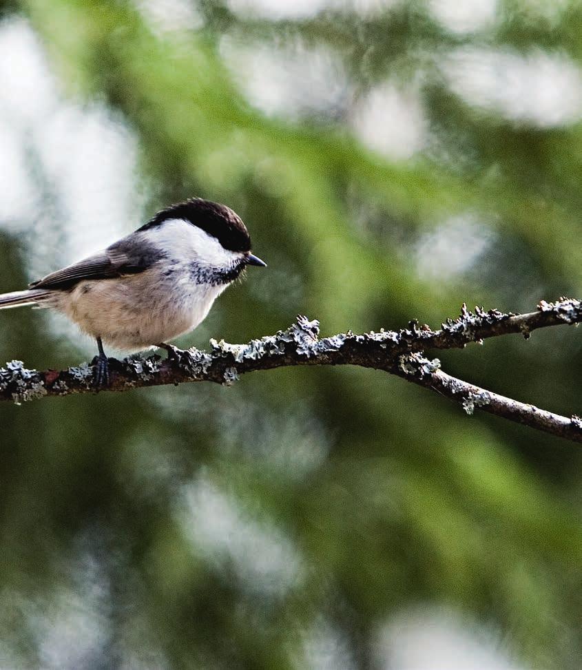 SKAPA HEM I SKOGEN Vid avverkning lämnar vi två höga stubbar per hektar för att främja biologisk mångfald.